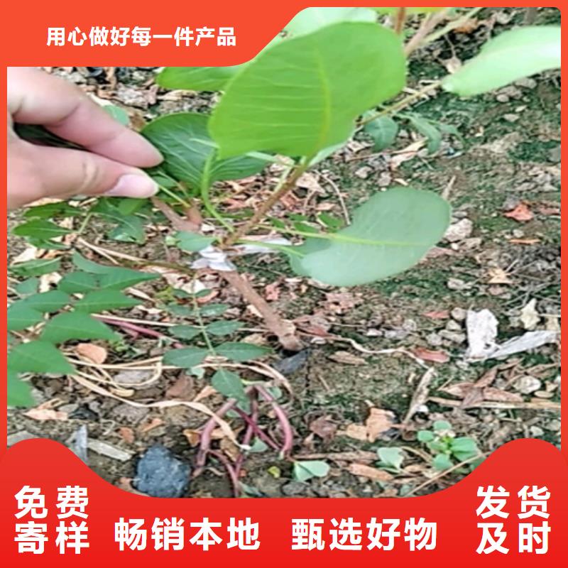 开心果【苹果苗】品种全