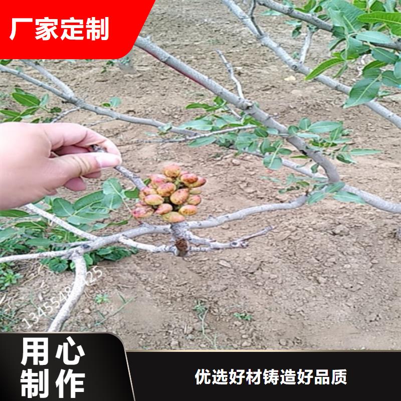 开心果【苹果苗】品种全