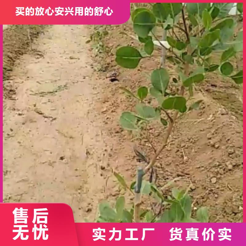 【开心果】苹果苗满足您多种采购需求