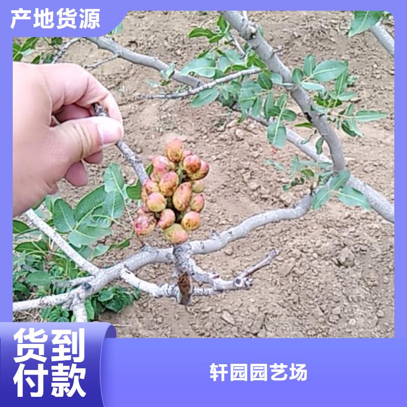 开心果-梨树苗实力大厂家