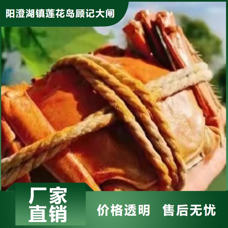 阳澄湖大闸蟹这里好苏州莲花岛顾记蟹庄
