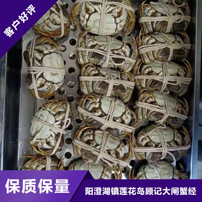 顾记阳澄湖大闸蟹【 螃蟹_阳澄湖农家乐库存齐全厂家直供】cg39.com