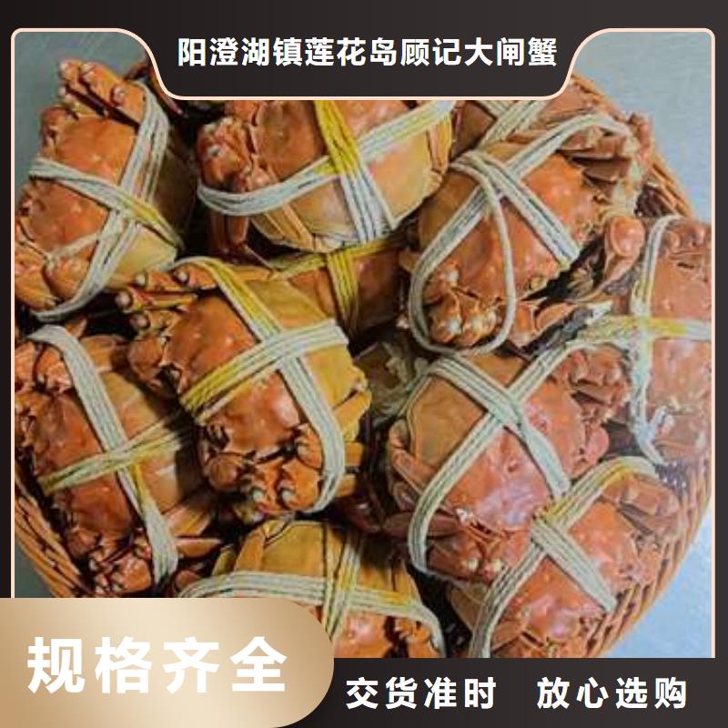 阳澄湖大闸蟹视频-阳澄湖大闸蟹-阳澄湖镇岛顾记大闸蟹经营部(运城市分公司)服务区域临猗|盐湖|临汾|晋城|太原|长治|晋中|忻州