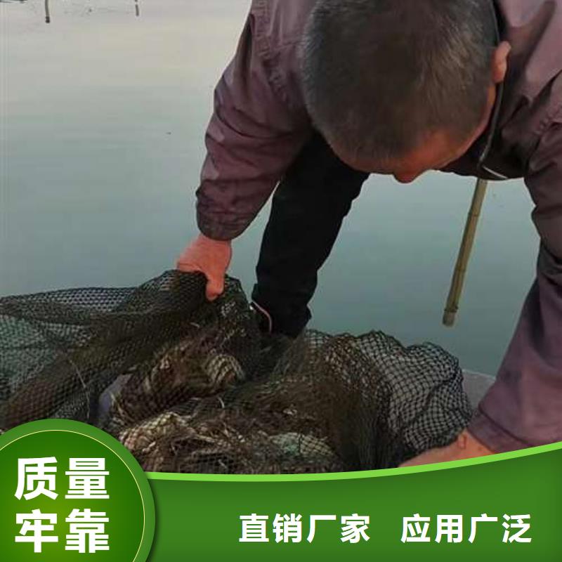 阳澄湖大闸蟹视频-阳澄湖大闸蟹-阳澄湖镇岛顾记大闸蟹经营部(平顶山市分公司)服务区域汝州|卫东|濮阳|信阳|开封|新乡|驻马店|商丘|周口