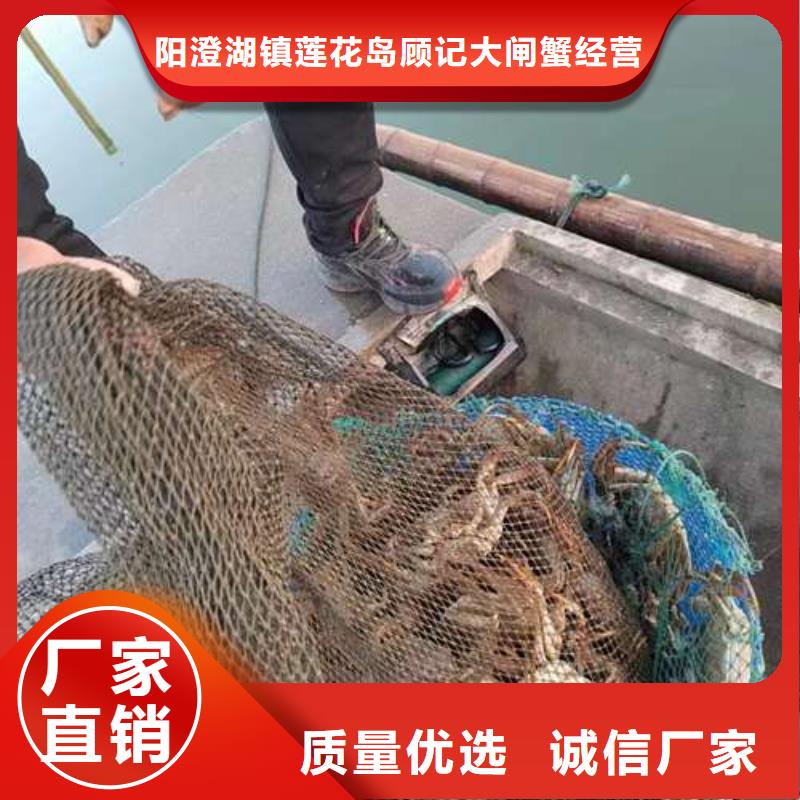 阳澄湖大闸蟹视频-阳澄湖大闸蟹-阳澄湖镇岛顾记大闸蟹经营部(平顶山市分公司)服务区域汝州|卫东|濮阳|信阳|开封|新乡|驻马店|商丘|周口