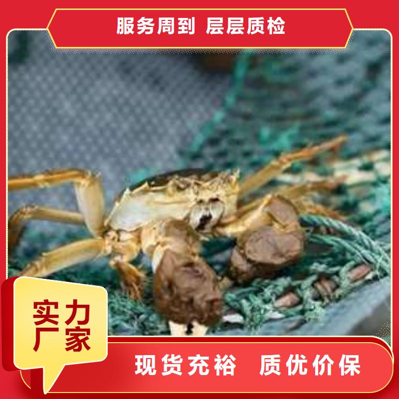 阳澄湖大闸蟹视频-阳澄湖大闸蟹_广东省广州市市场覆盖黄埔|增城|佛山|河源|惠州|茂名|中山|韶关等