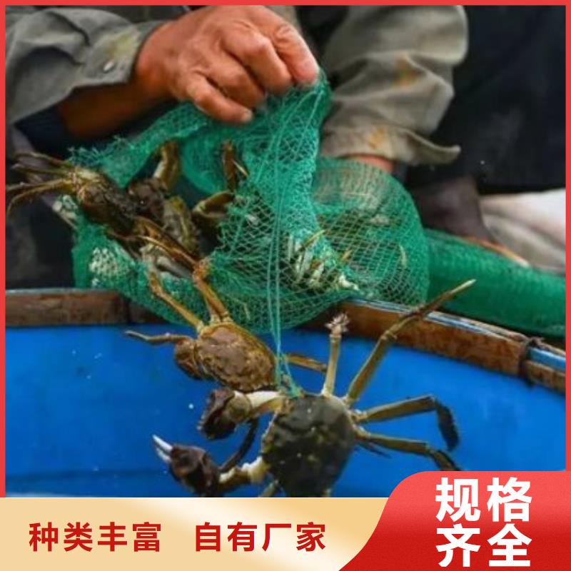 蟹阳澄湖大闸蟹网购欢迎新老客户垂询
