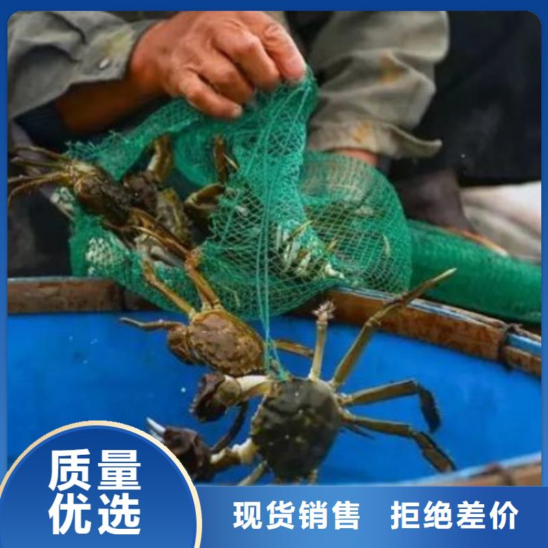 阳澄湖大闸蟹顾记【螃蟹 卖阳澄湖大闸蟹地方出厂价】