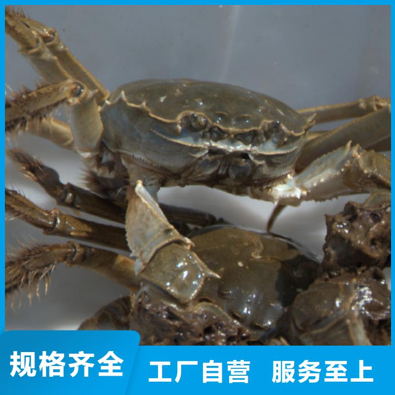 阳澄湖大闸蟹视频-内蒙古包头市|赤峰|呼伦贝尔|呼和浩特|通辽|鄂尔多斯阳澄湖大闸蟹-顾记