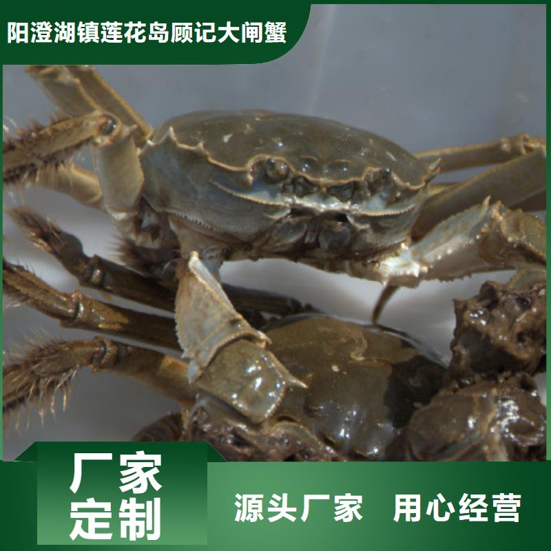 阳澄湖大闸蟹视频-阳澄湖大闸蟹-阳澄湖镇岛顾记大闸蟹经营部(运城市分公司)服务区域临猗|盐湖|临汾|晋城|太原|长治|晋中|忻州