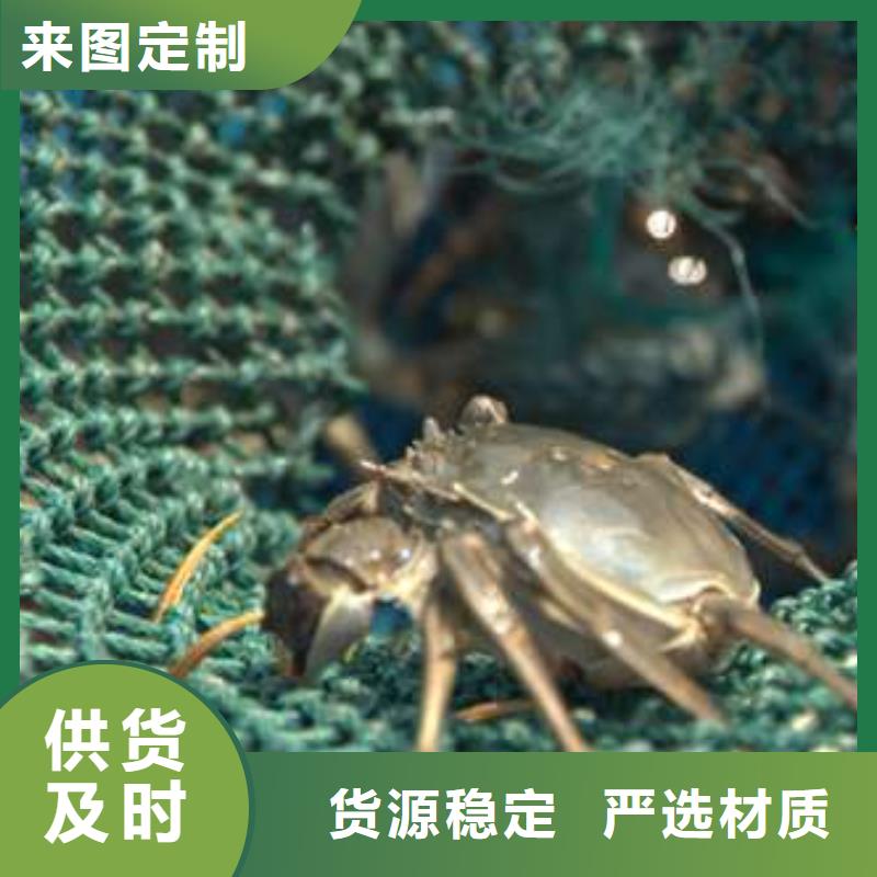 蟹阳澄湖大闸蟹网购产地批发