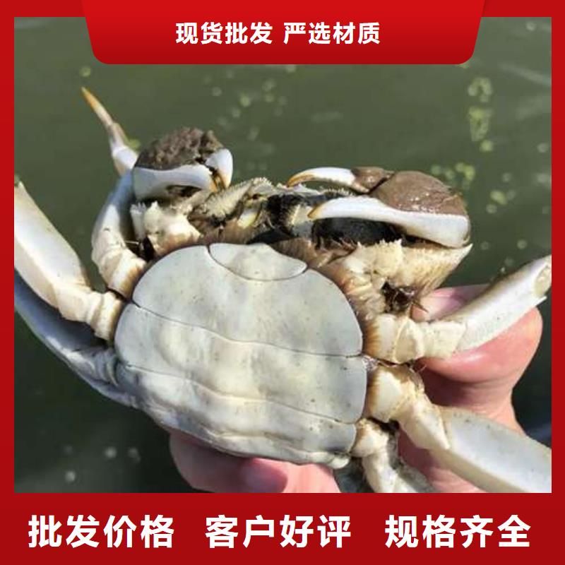 蟹,阳澄湖大闸蟹批发店批发商