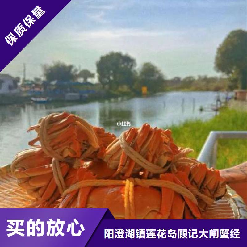 蟹阳澄湖大闸蟹到哪里买匠心品质