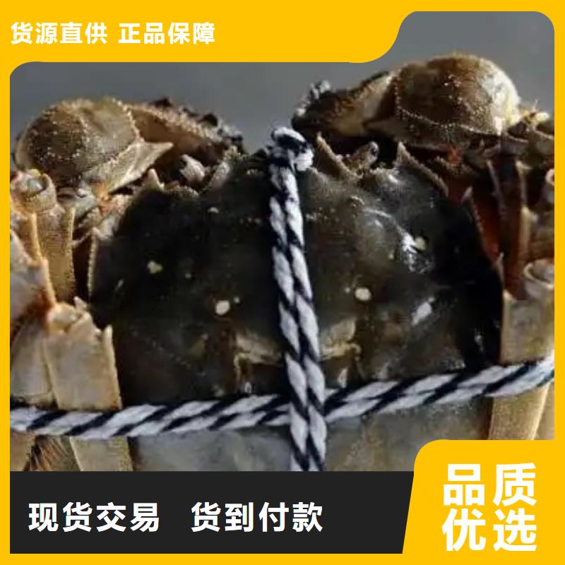 蟹哪里有卖阳澄湖大闸蟹一手货源源头厂家