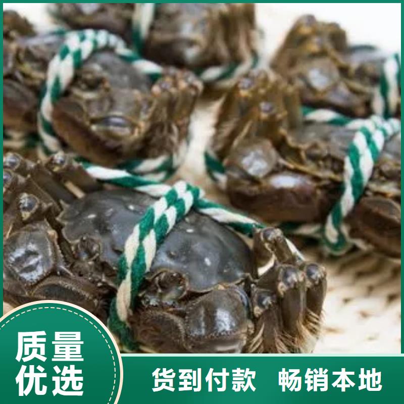 蟹阳澄湖大闸蟹零售店长期供应