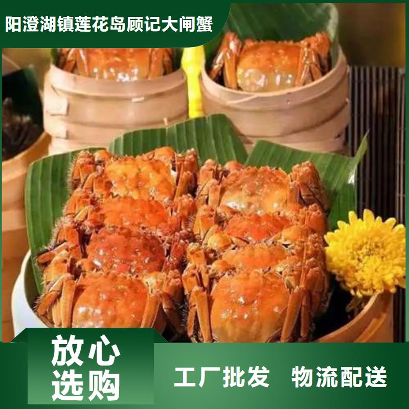 阳澄湖大闸蟹视频-山西省晋中市顾记阳澄湖大闸蟹可服务区域榆社|昔阳|太原|朔州|晋城|大同等