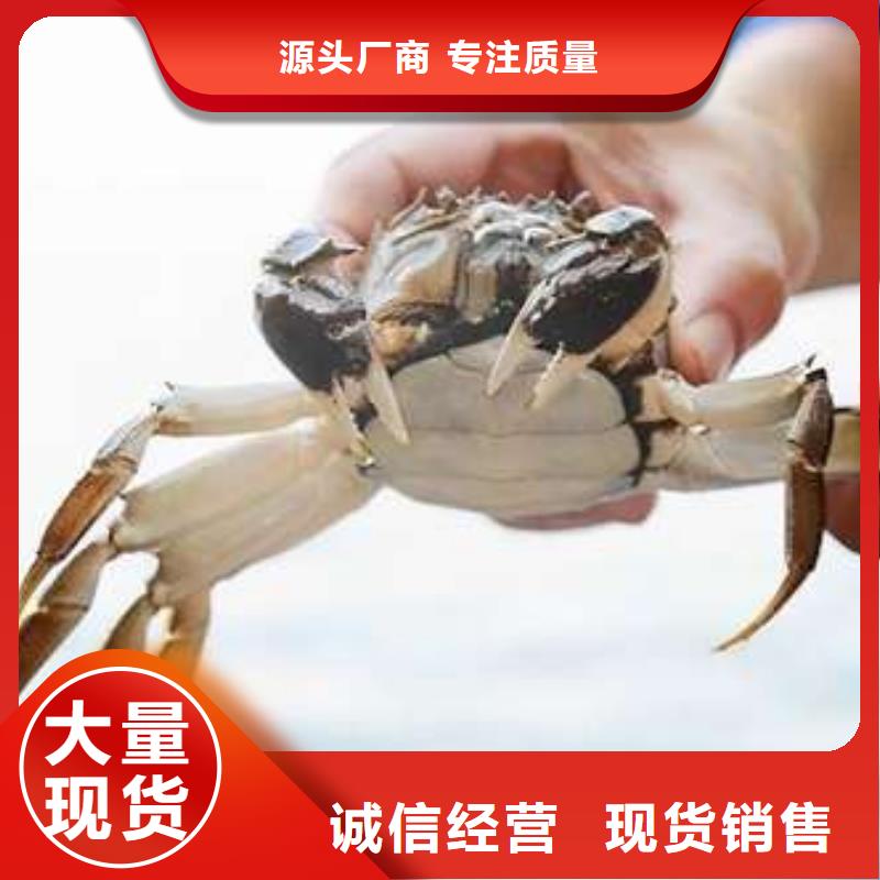 蟹,阳澄湖大闸蟹到哪里买常年出售