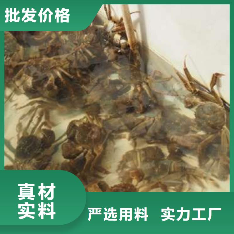 蟹阳澄湖大闸蟹几月份吃支持定制批发