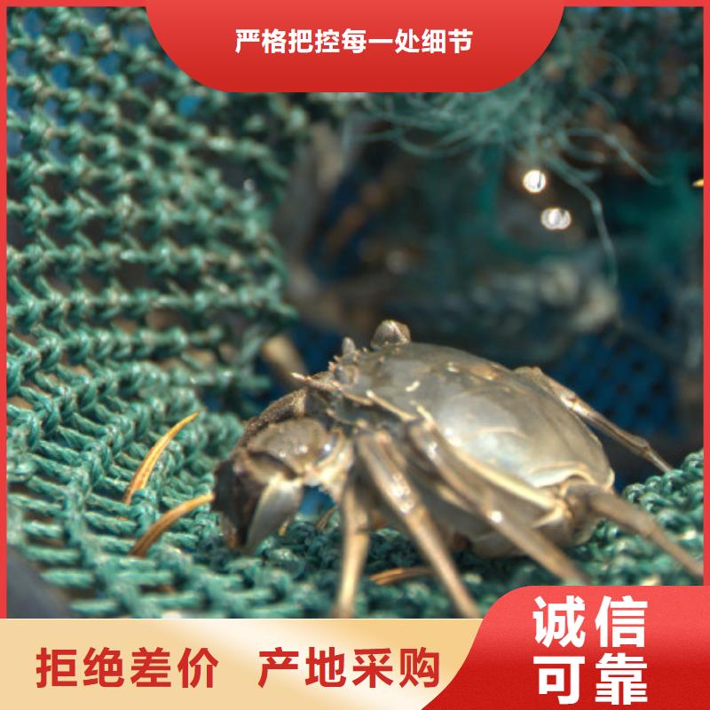 阳澄湖大闸蟹视频-阳澄湖大闸蟹_广东省广州市市场覆盖黄埔|增城|佛山|河源|惠州|茂名|中山|韶关等