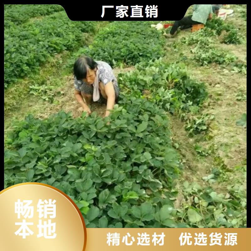 草莓苗大棚草莓苗严格把关质量放心