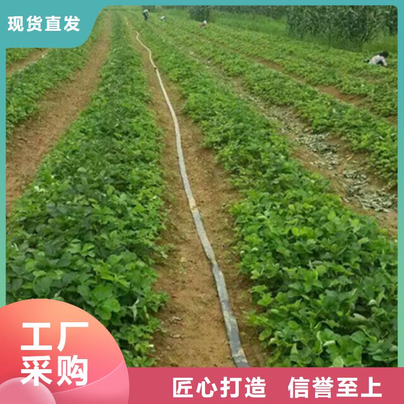 草莓苗【红肉西梅】量大更优惠