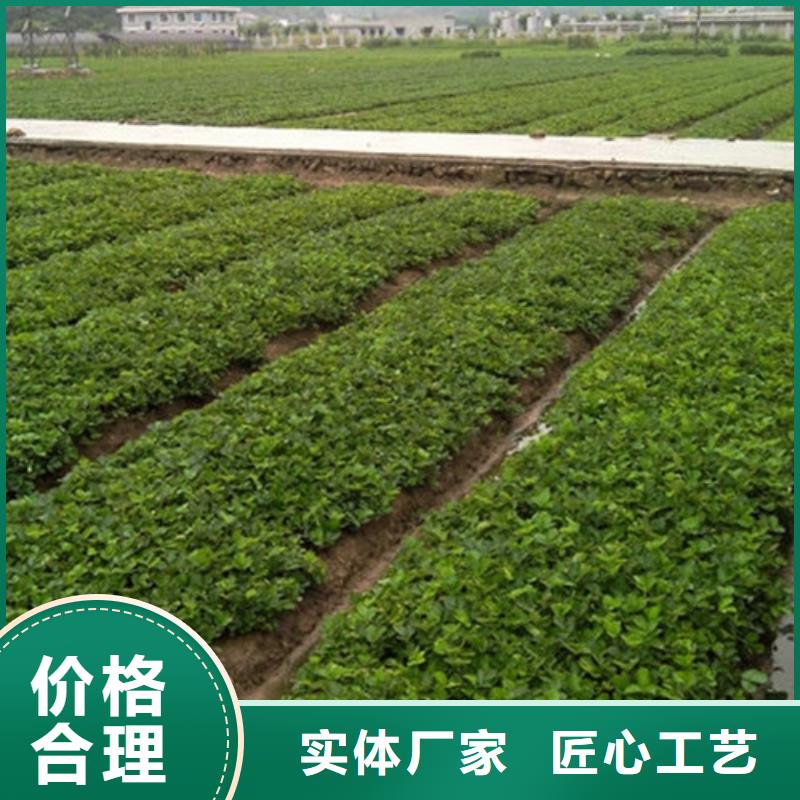 【草莓苗苹果苗源头厂商】