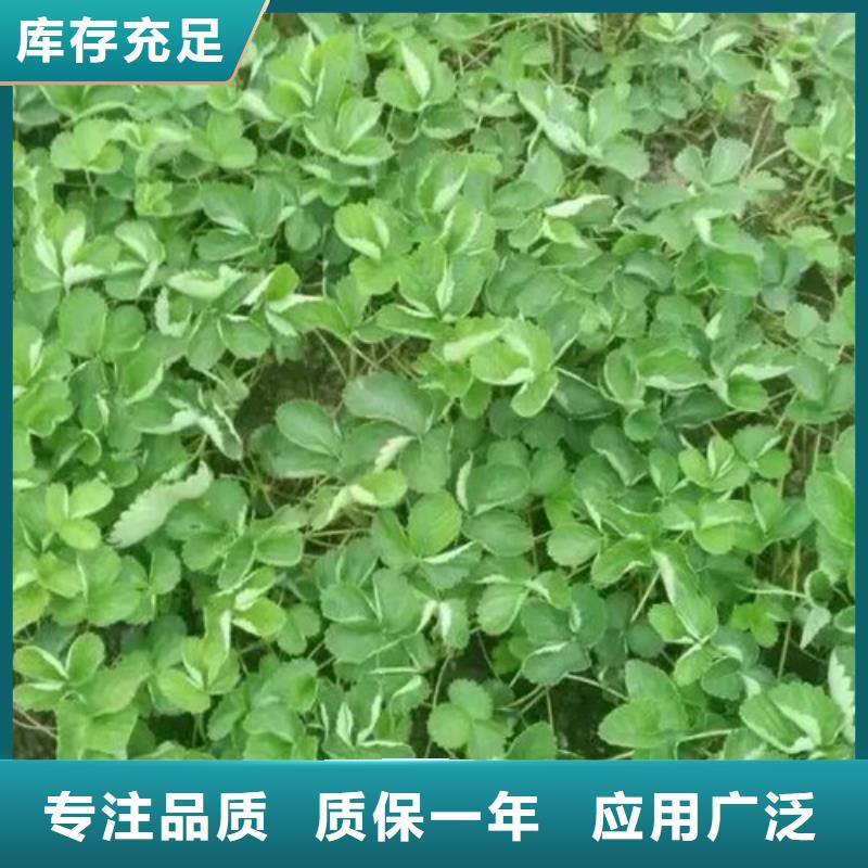 草莓苗,黄金苹果树苗基地多种优势放心选择