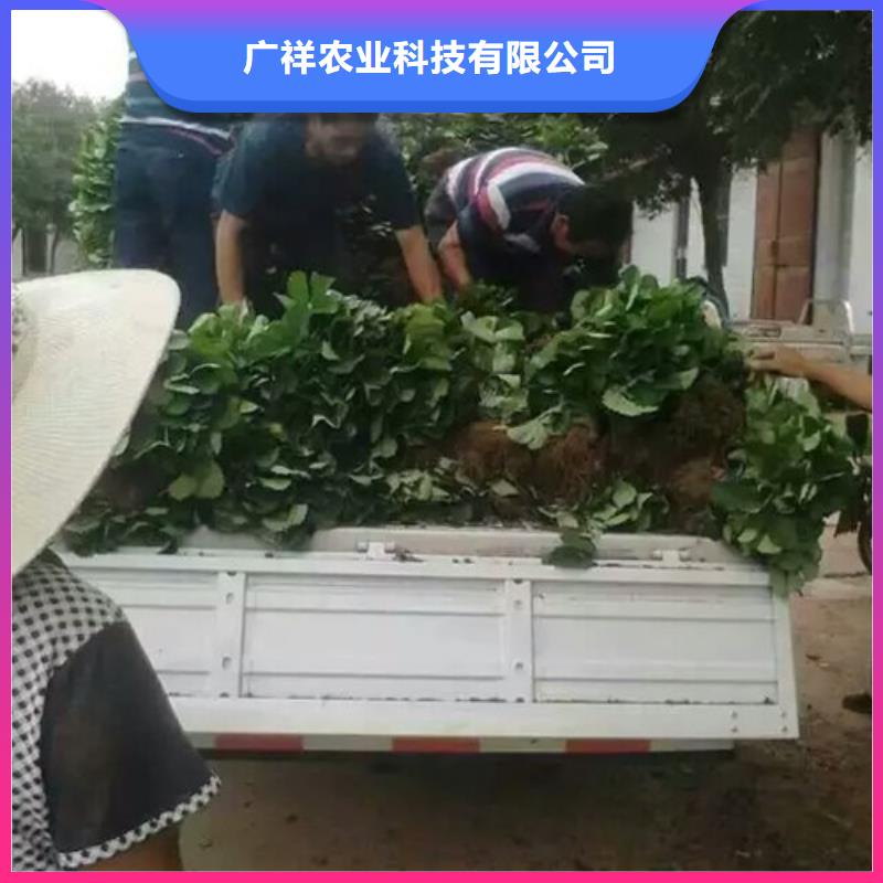 草莓苗黄金苹果树苗好品质用的放心