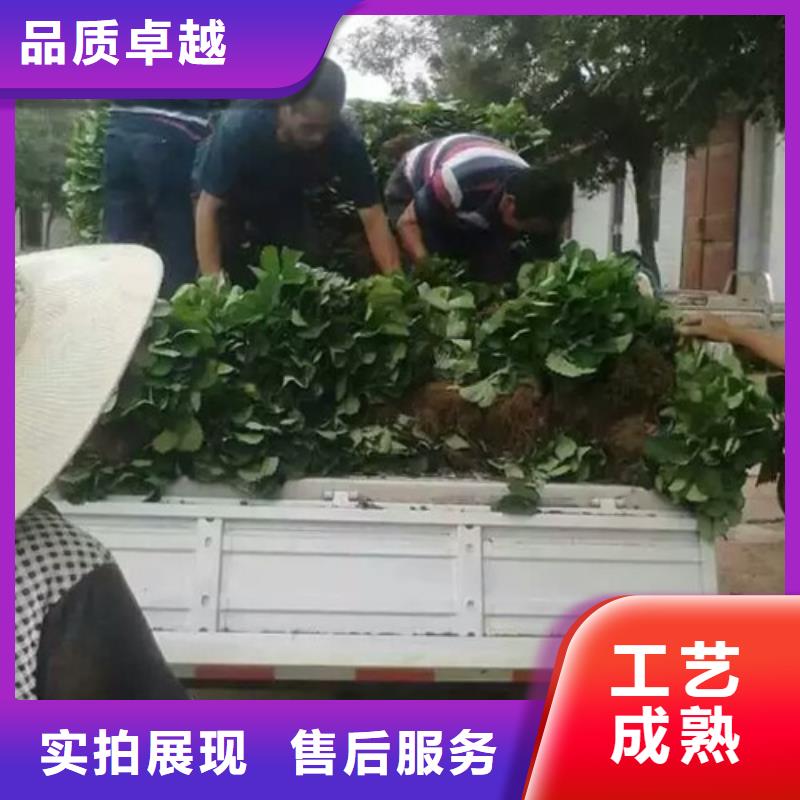 草莓苗桃树苗按需定做