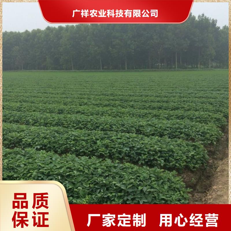 草莓苗_【梨树苗基地】种类多质量好