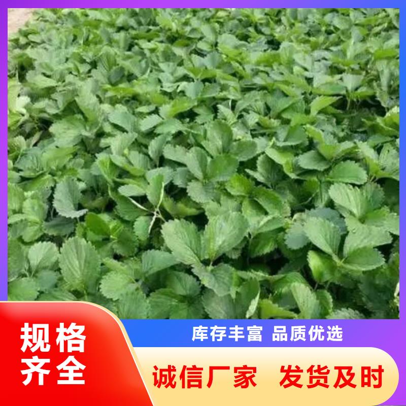 【草莓苗_葡萄苗货源足质量好】