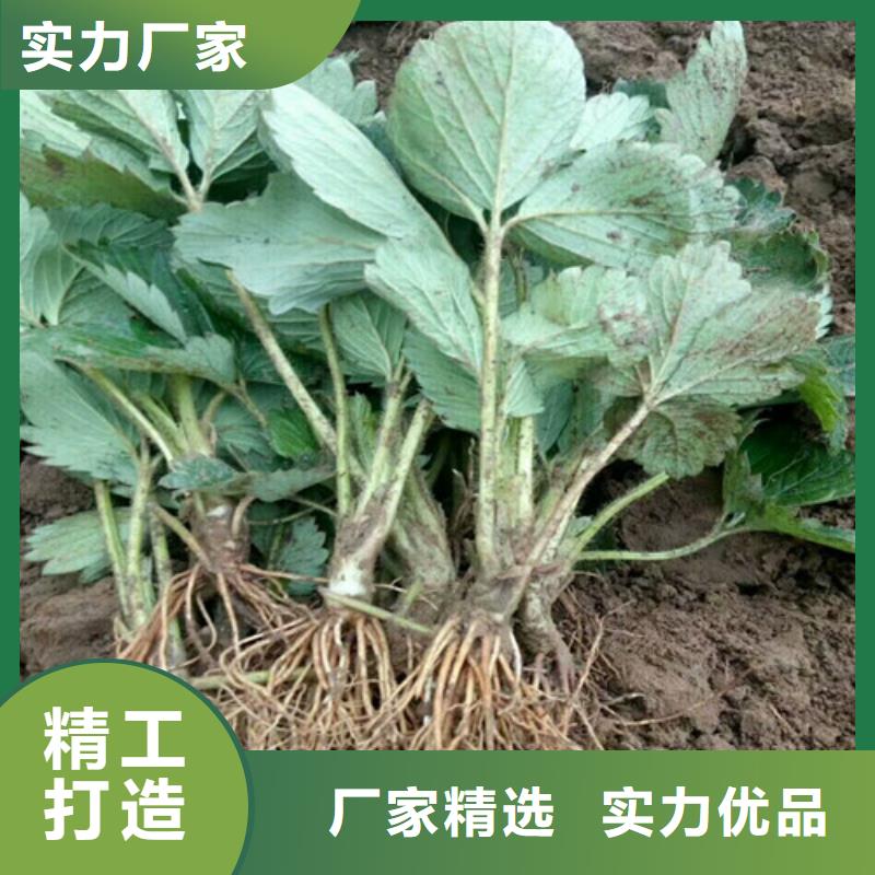 草莓苗桃树苗按需定做