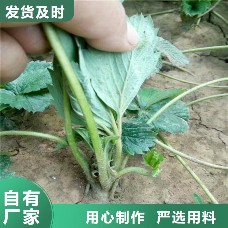 【草莓苗苹果苗品类齐全】