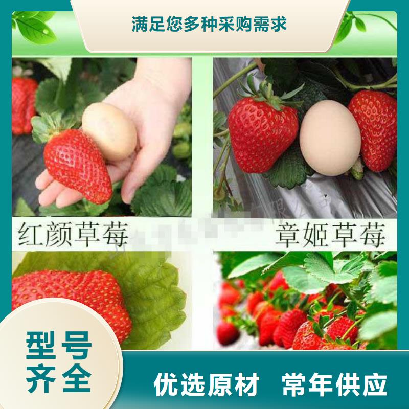 【草莓苗_葡萄苗货源足质量好】