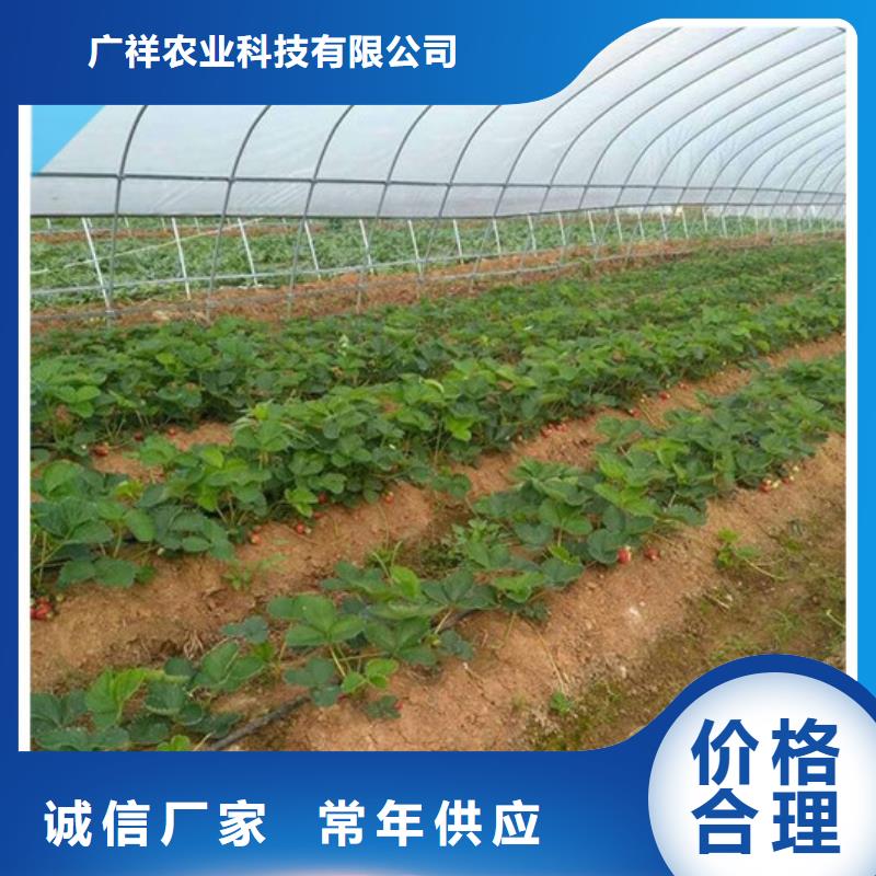 草莓苗_樱桃苗价格实惠工厂直供