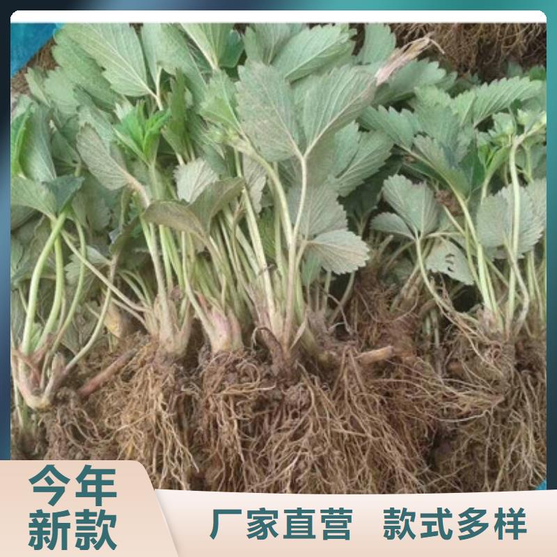 【草莓苗草莓苗价格源头厂家经验丰富】