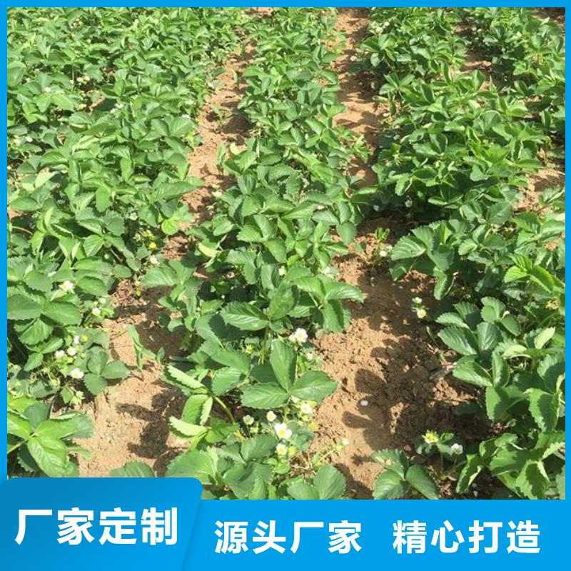 【草莓苗】-果树苗批发基地详细参数