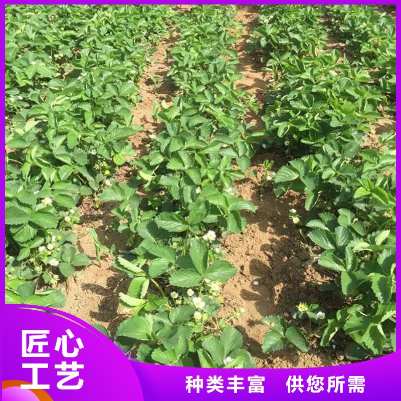 草莓苗 【果树苗批发基地】满足客户需求