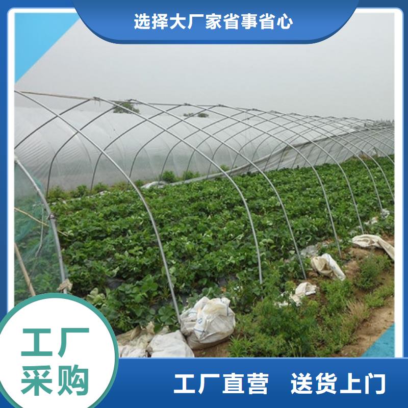 草莓苗-苹果苗基地质量优价格低