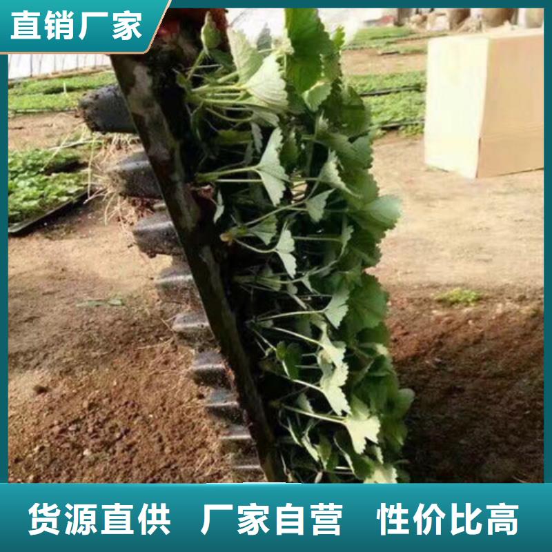 【草莓苗】,油桃树苗批发货源