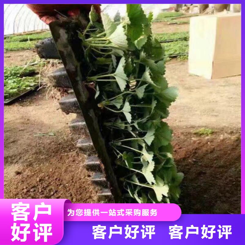 【草莓苗大棚草莓苗实力才是硬道理】