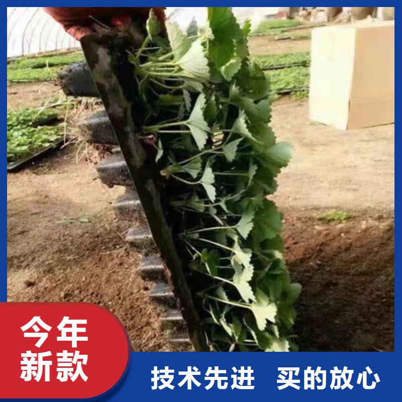 草莓苗,珍珠枣油桃树苗讲信誉保质量