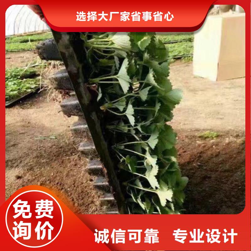 【草莓苗】红颜草莓匠心品质