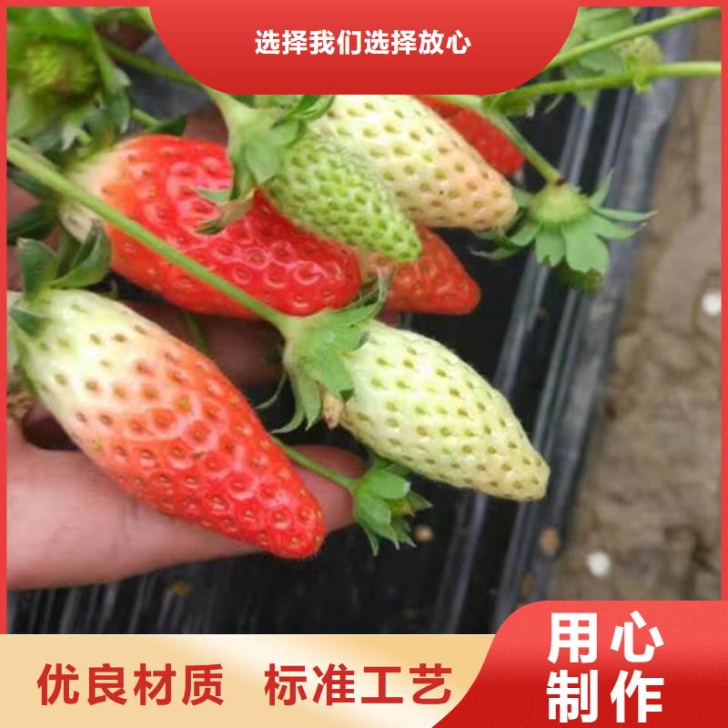 草莓苗_【蓝莓苗】一手货源源头厂家