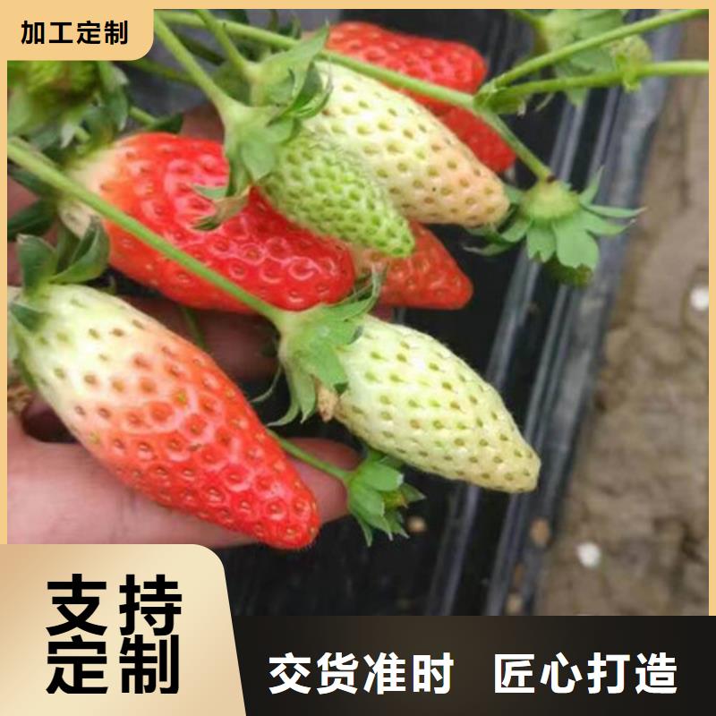 草莓苗-果树苗重信誉厂家