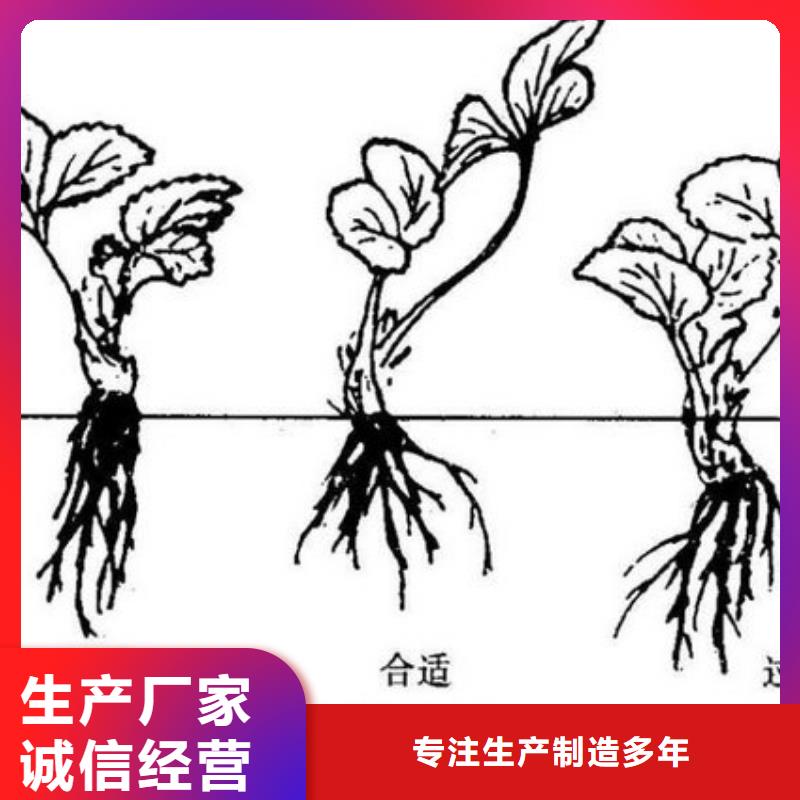 草莓苗黄桃树苗严格把关质量放心