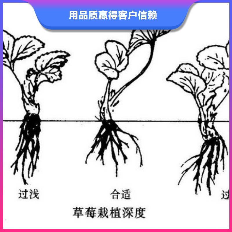 草莓苗油桃树苗一站式采购