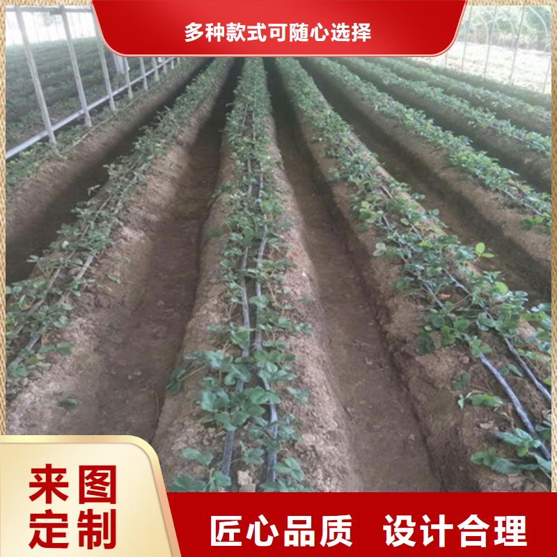 草莓苗【夏黑葡萄苗】层层质检