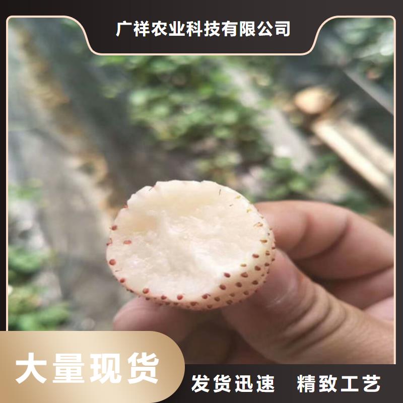 草莓苗,草莓苗价格可零售可批发