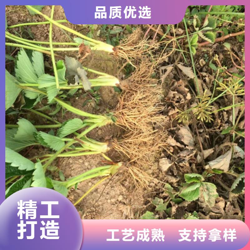 草莓苗-梨树苗基地精致工艺